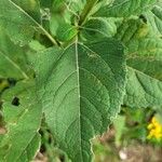 Verbesina occidentalis