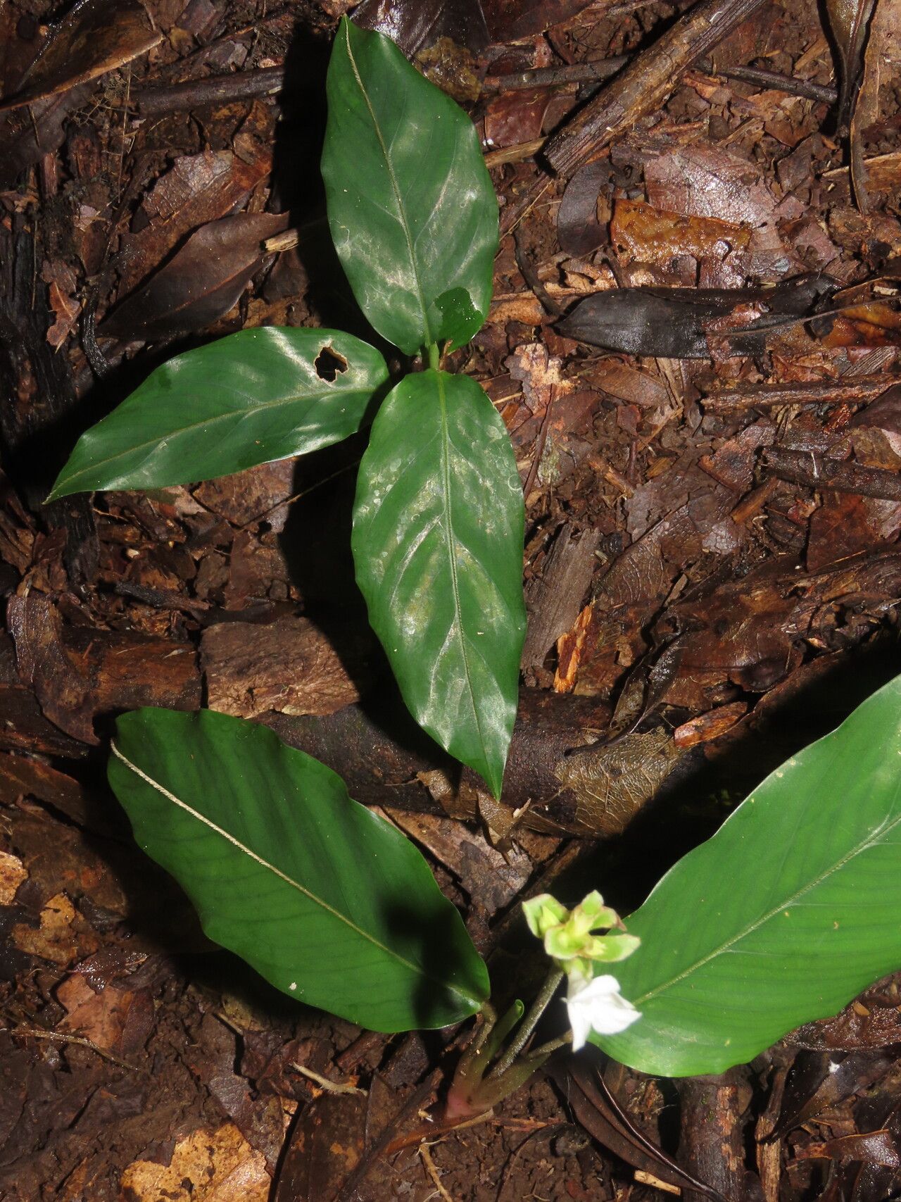 Goeppertia micans leaf