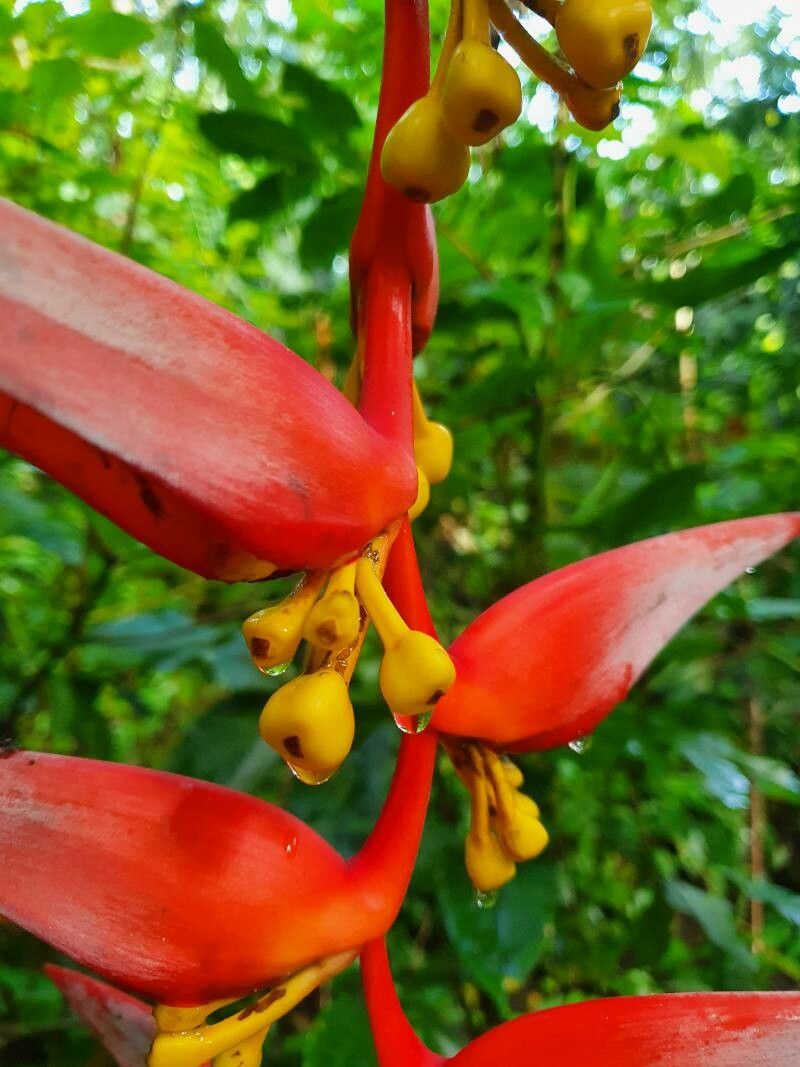 Heliconia collinsiana fruit