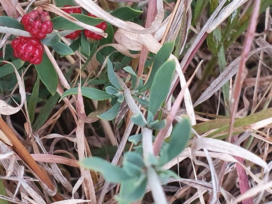 Pollichia campestris — houseplant care guide