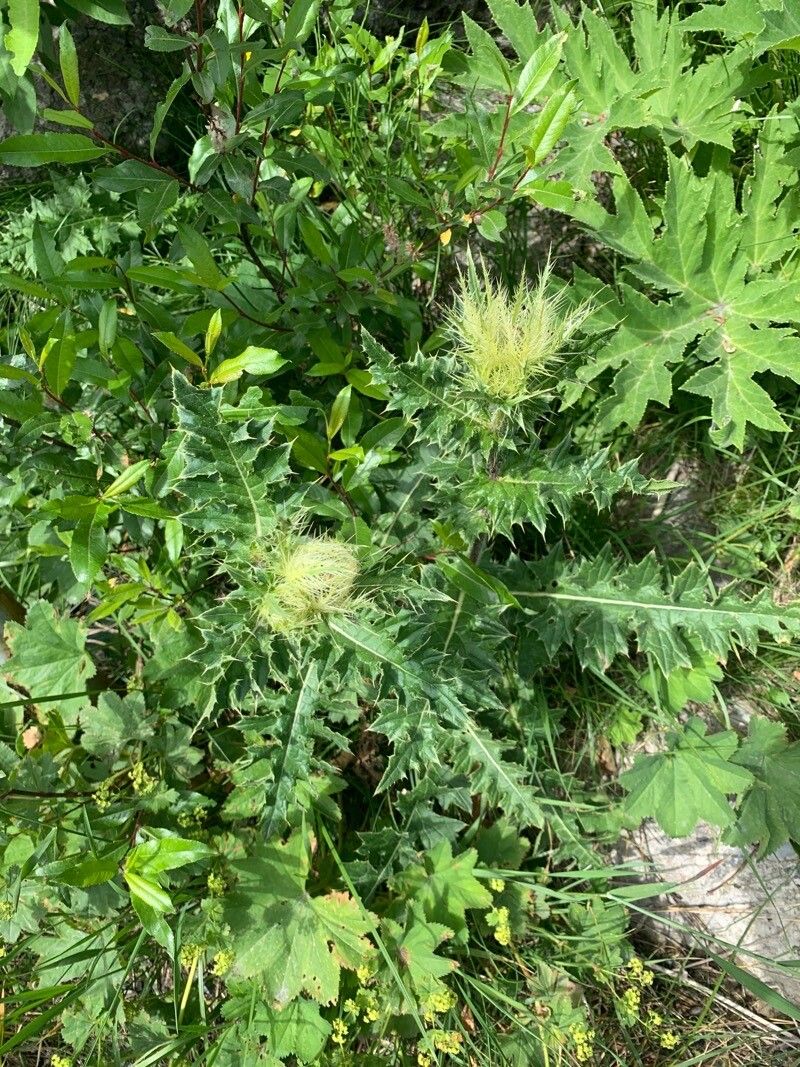 Cirsium obvallatum — search result for 'Cirsium'