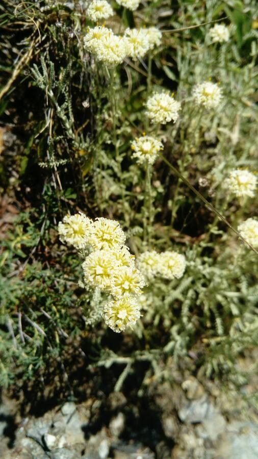 Santolina ligustica flower