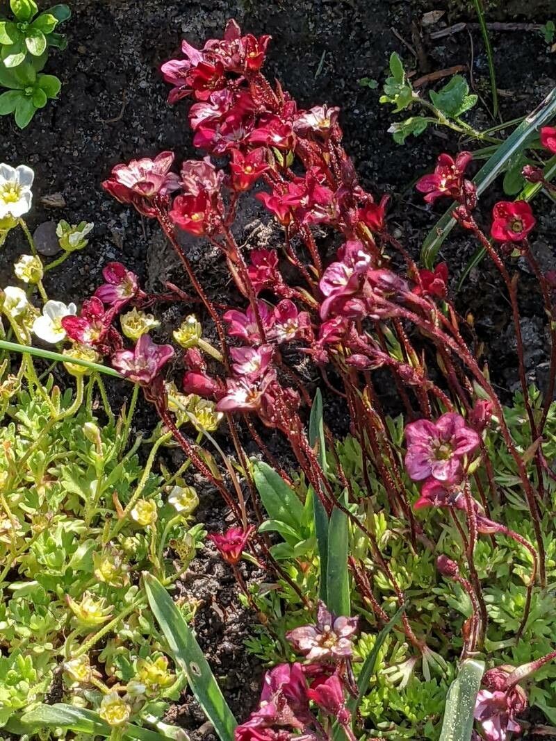 Saxifraga x arendsii flower