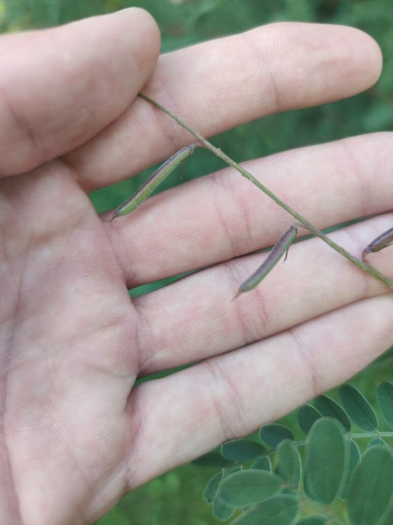 Indigofera heterantha fruit