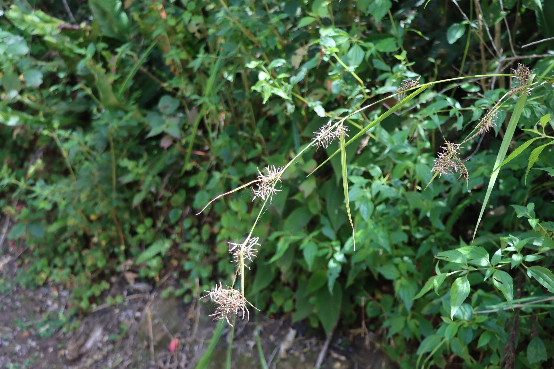 Rhynchospora vulcani — houseplant care guide