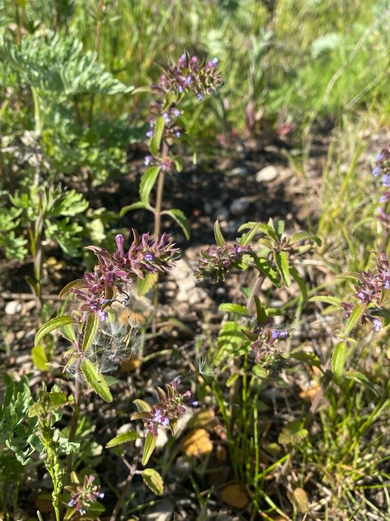 Dracocephalum thymiflorum leaf
