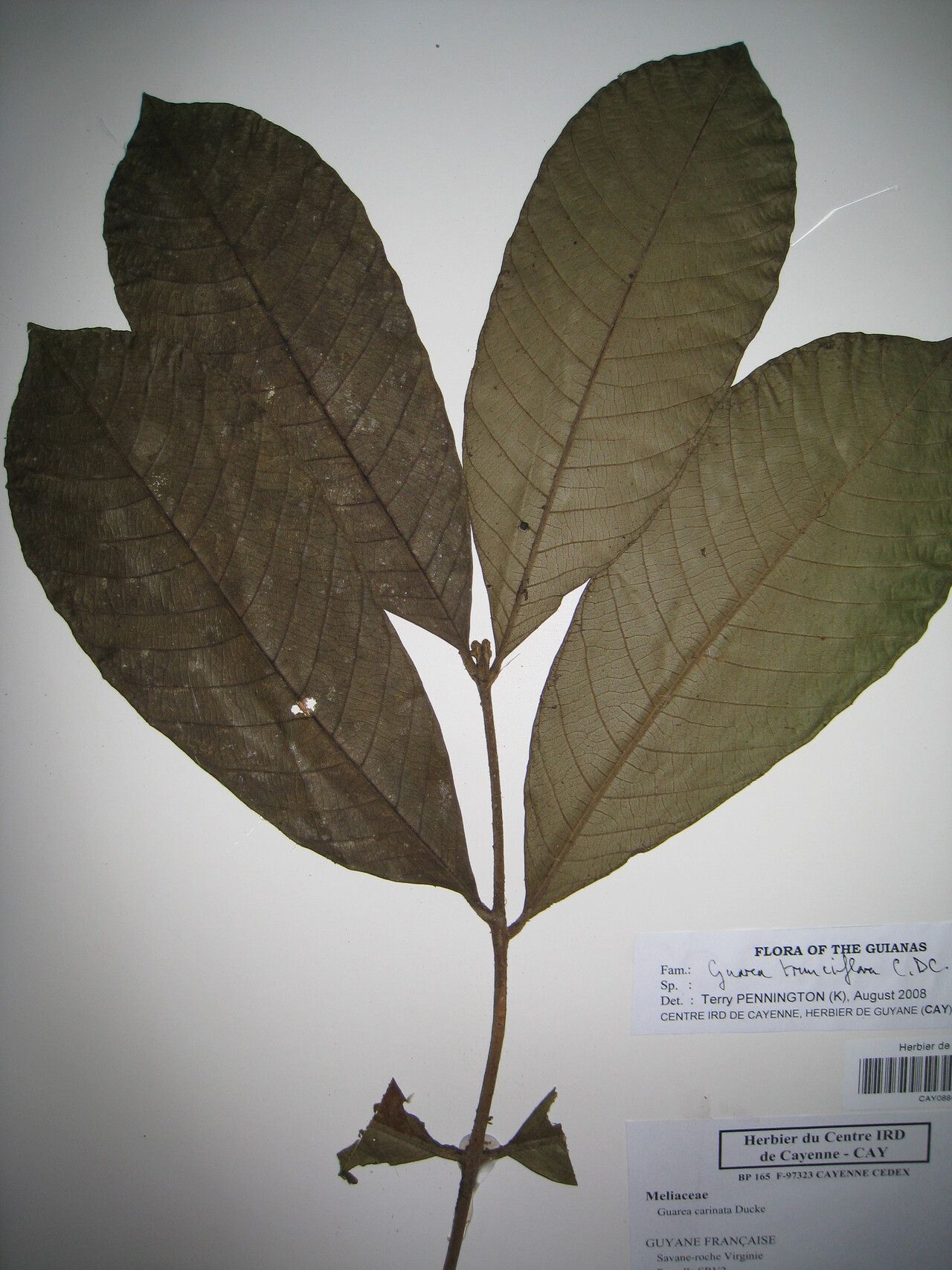 Guarea trunciflora — houseplant care guide