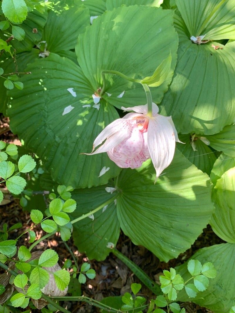Cypripedium formosanum flower