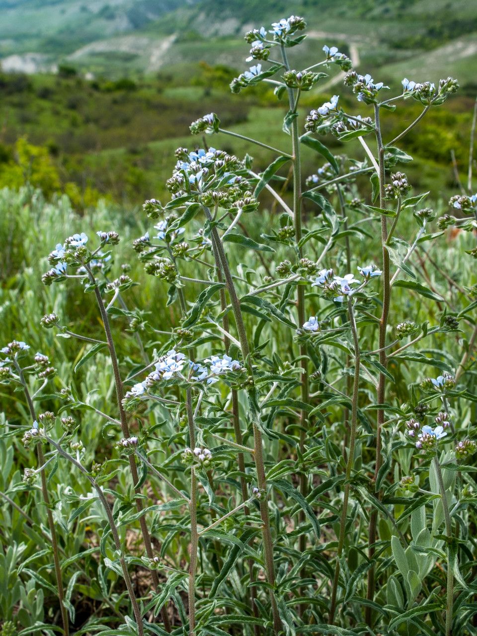 Lappula squarrosa leaf