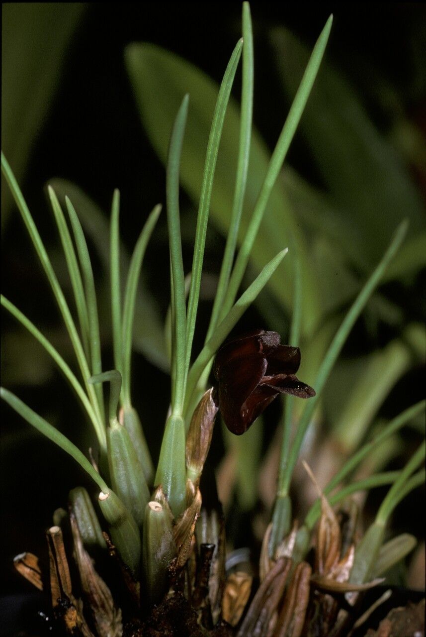 Maxillaria subulata flower
