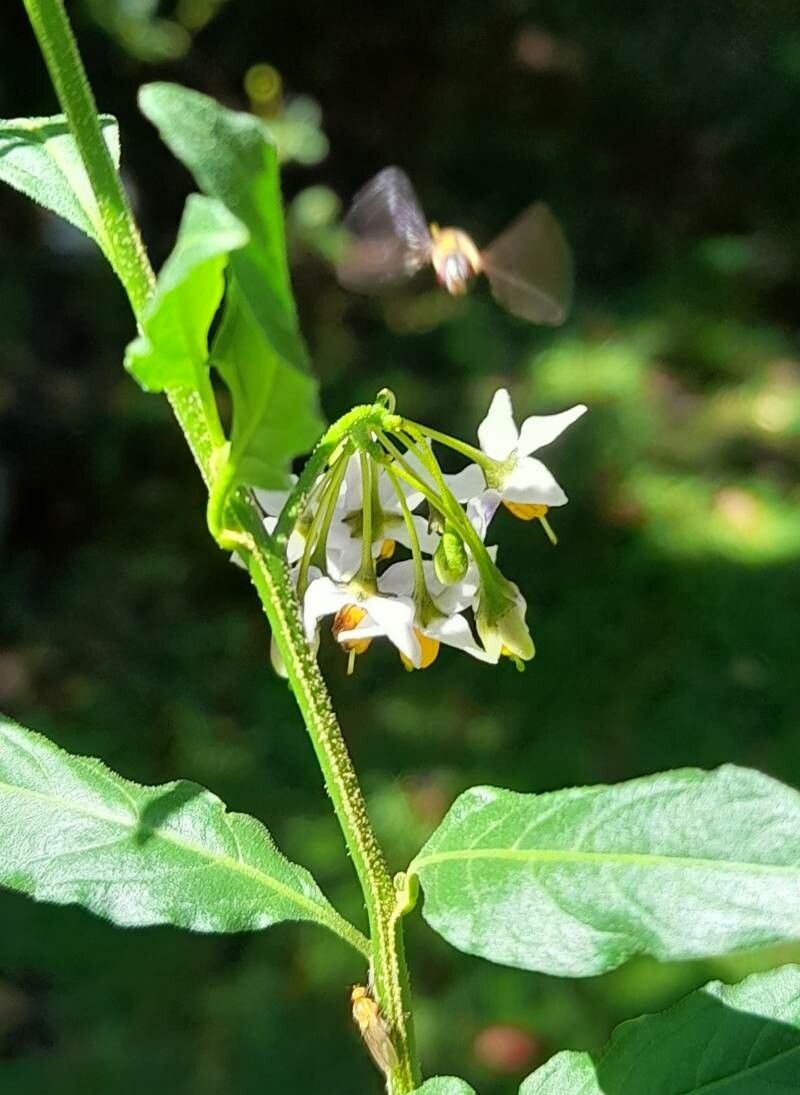 Solanum valdiviense flower
