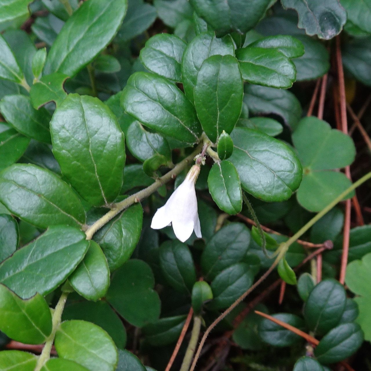 Linnaea borealis — search result for 'Caprifoliaceae'
