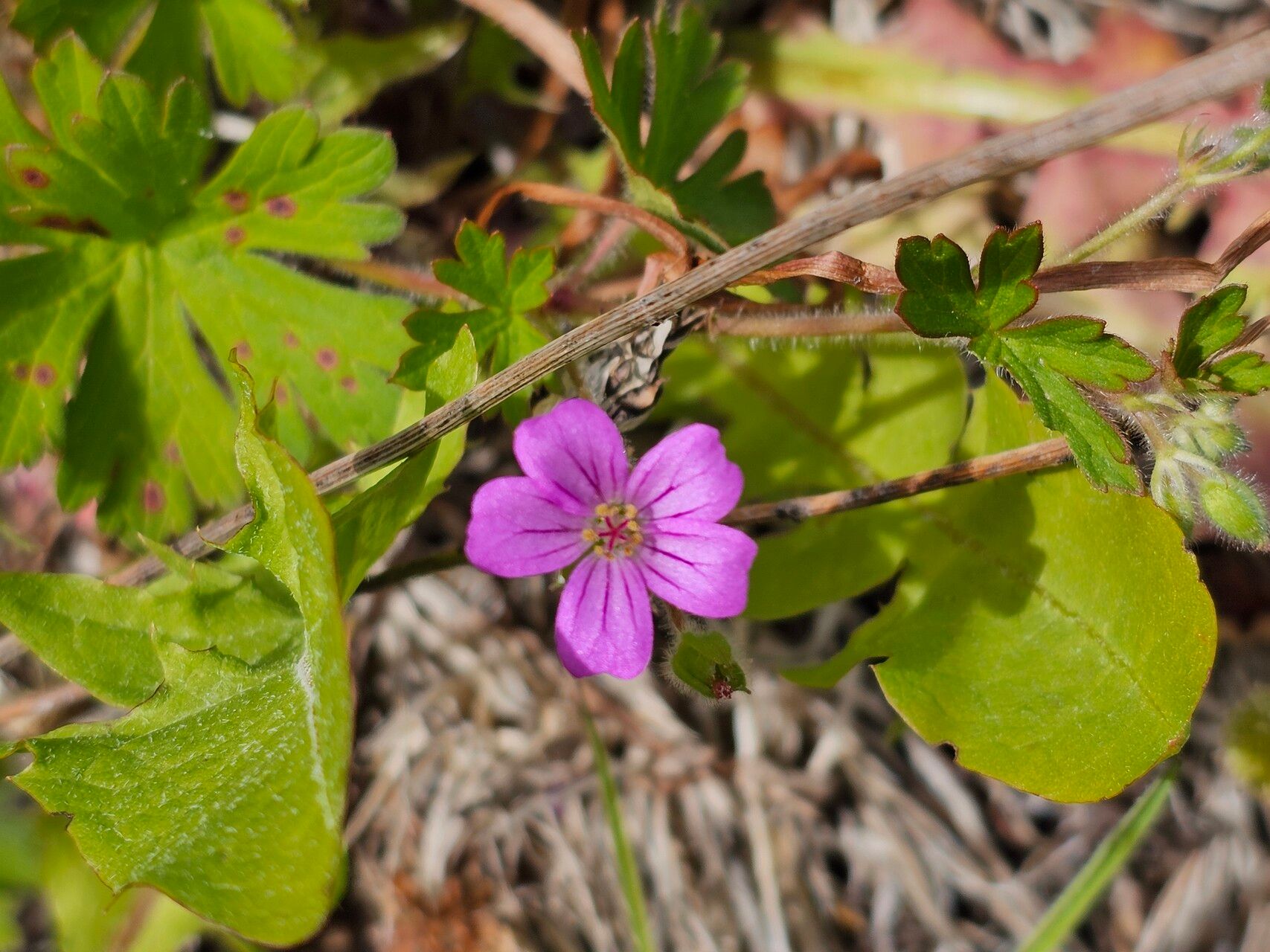 Geranium berteroanum flower