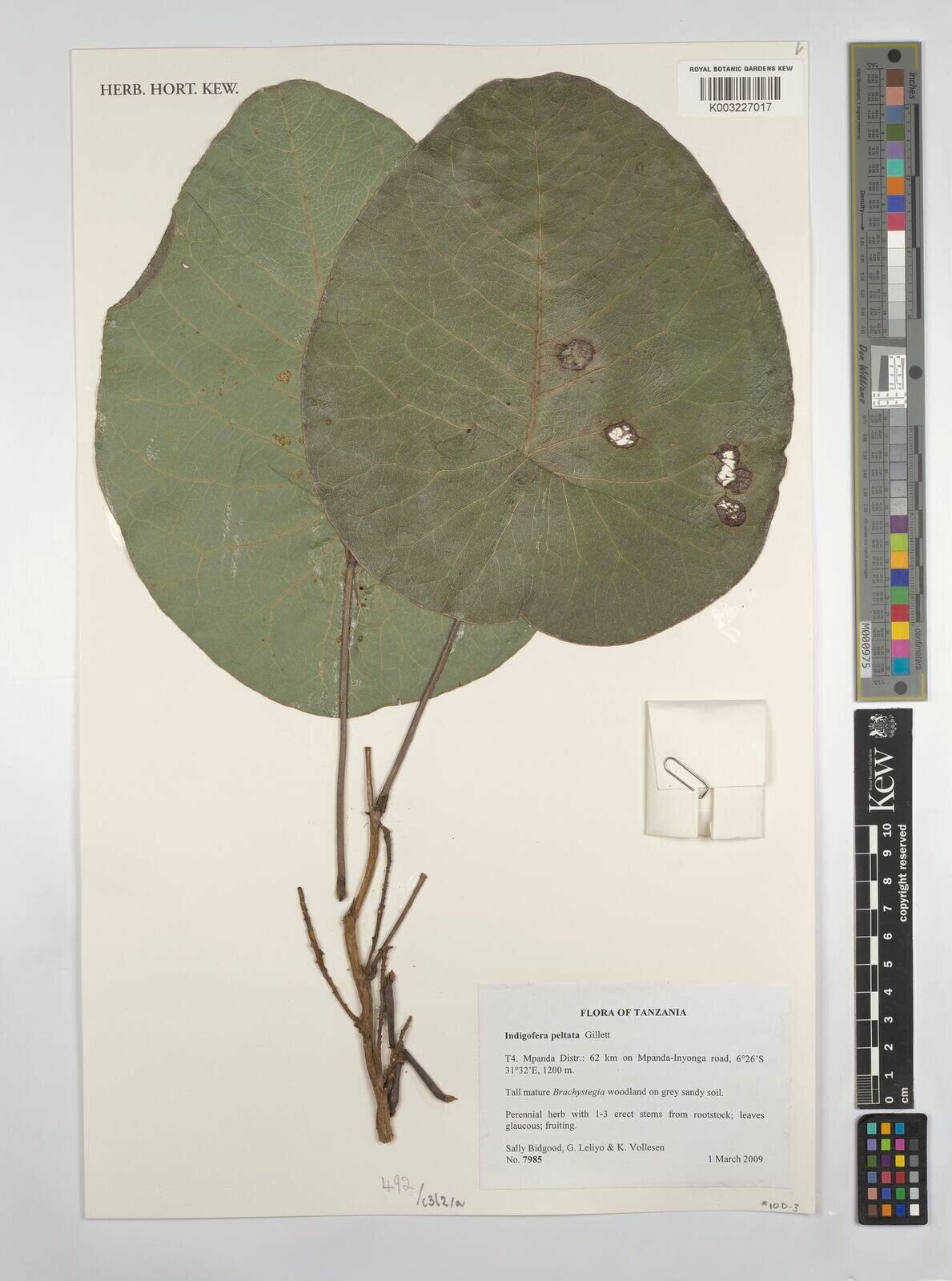 Indigofera peltata — houseplant care guide