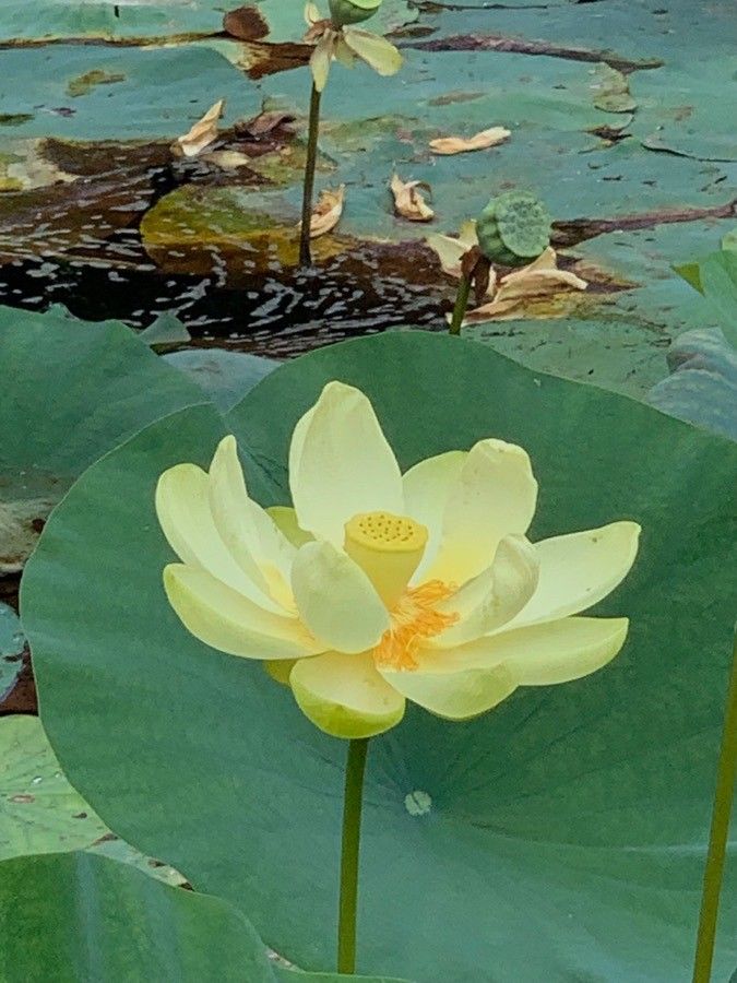 Nelumbo lutea flower