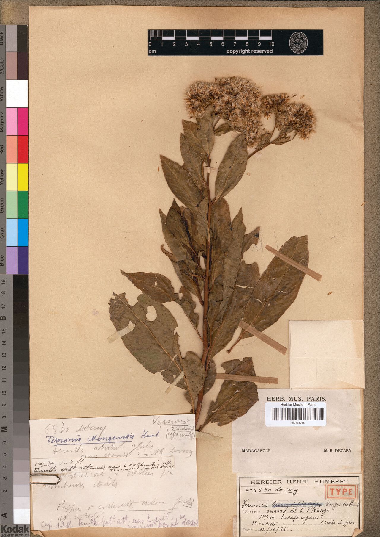 Vernonia ikongensis — houseplant care guide