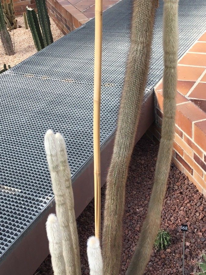 Cleistocactus straussii — search result for 'Cactaceae'