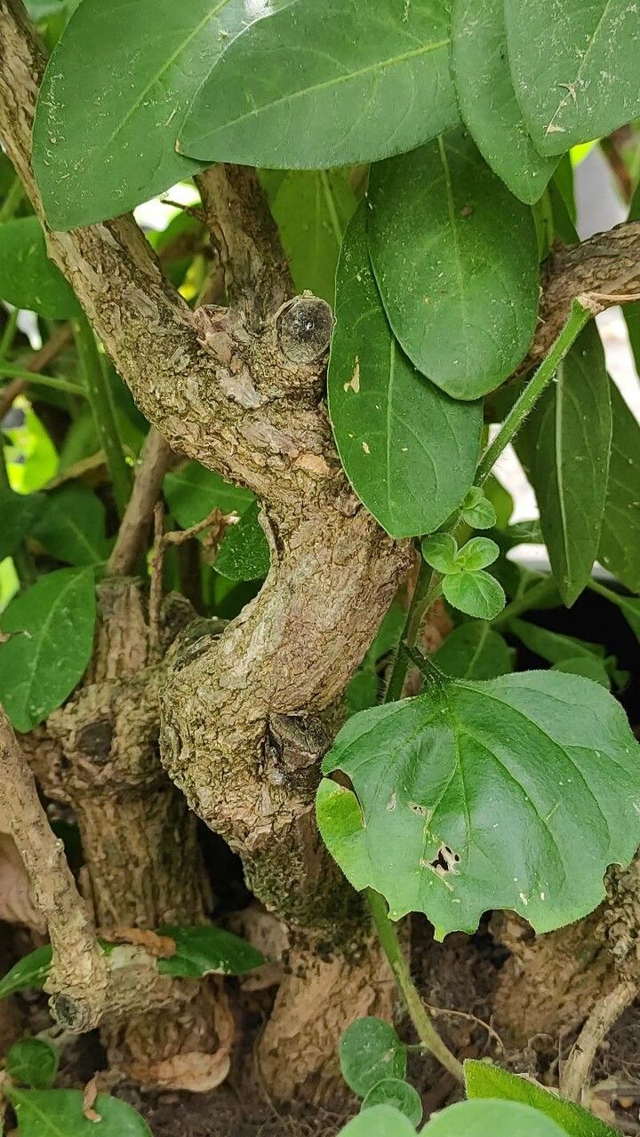 Iochroma australe bark