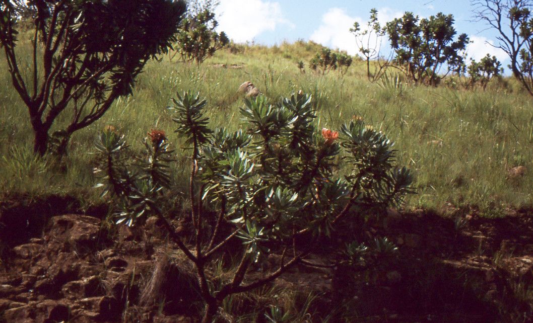 Protea roupelliae habit