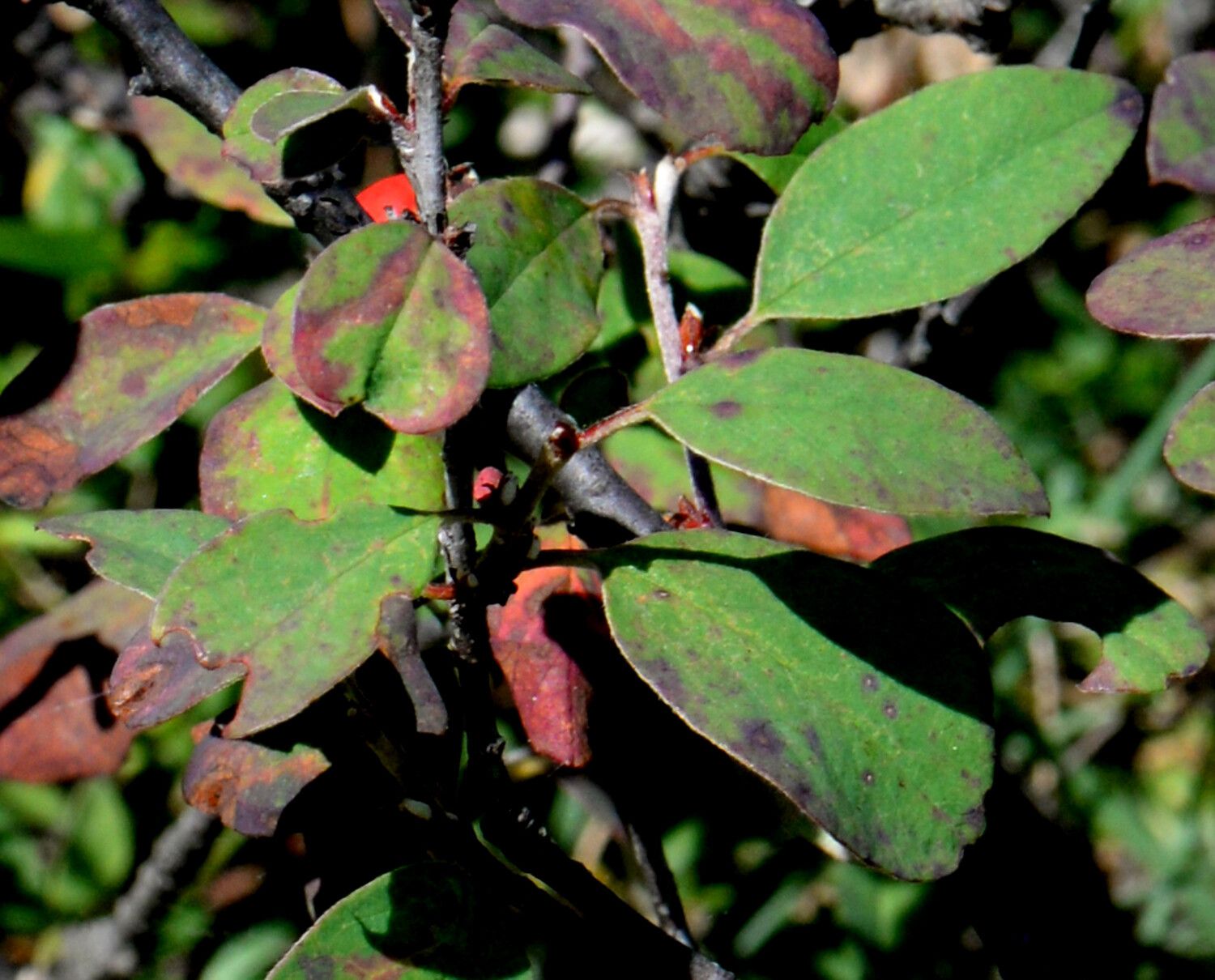 Cotoneaster uniflorus — search result for 'Cotoneaster'