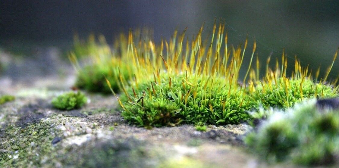 Colobanthus quitensis — houseplant care guide