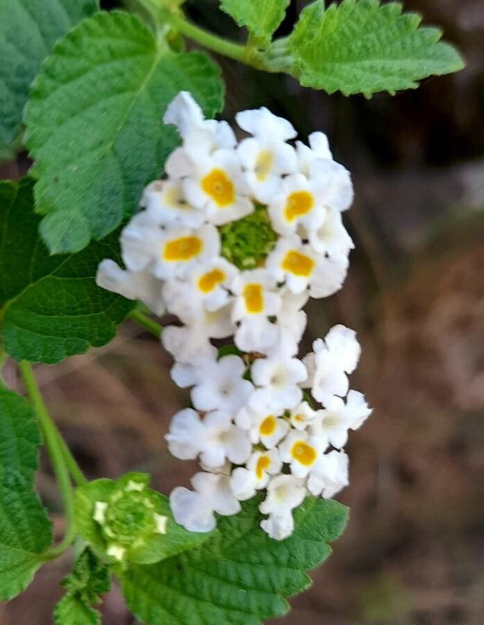 Lantana grisebachii flower