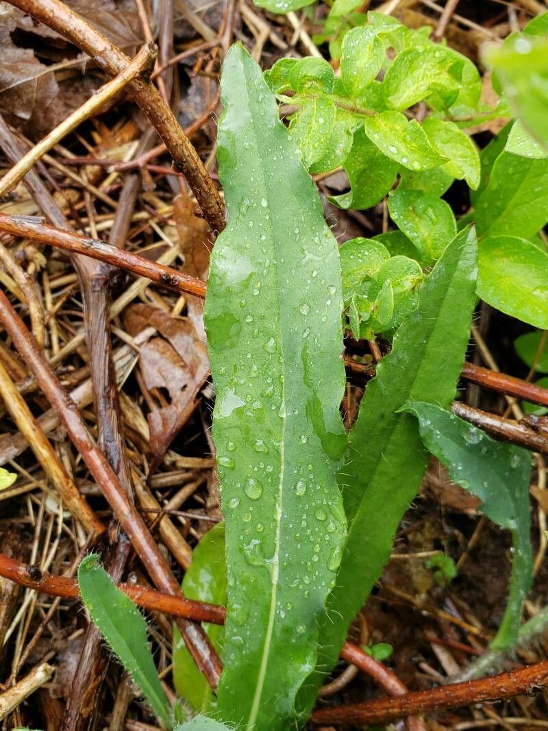 Hieracium caespitosum leaf