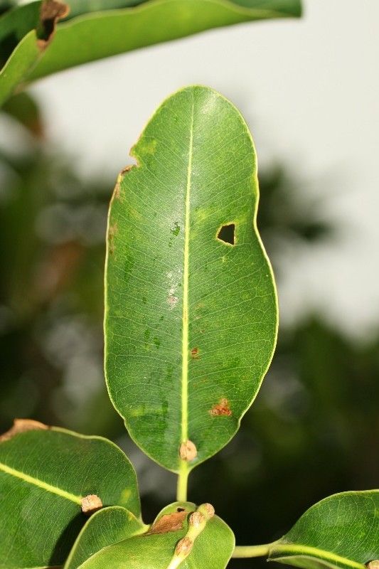 Mimusops balata — related species from the same genus