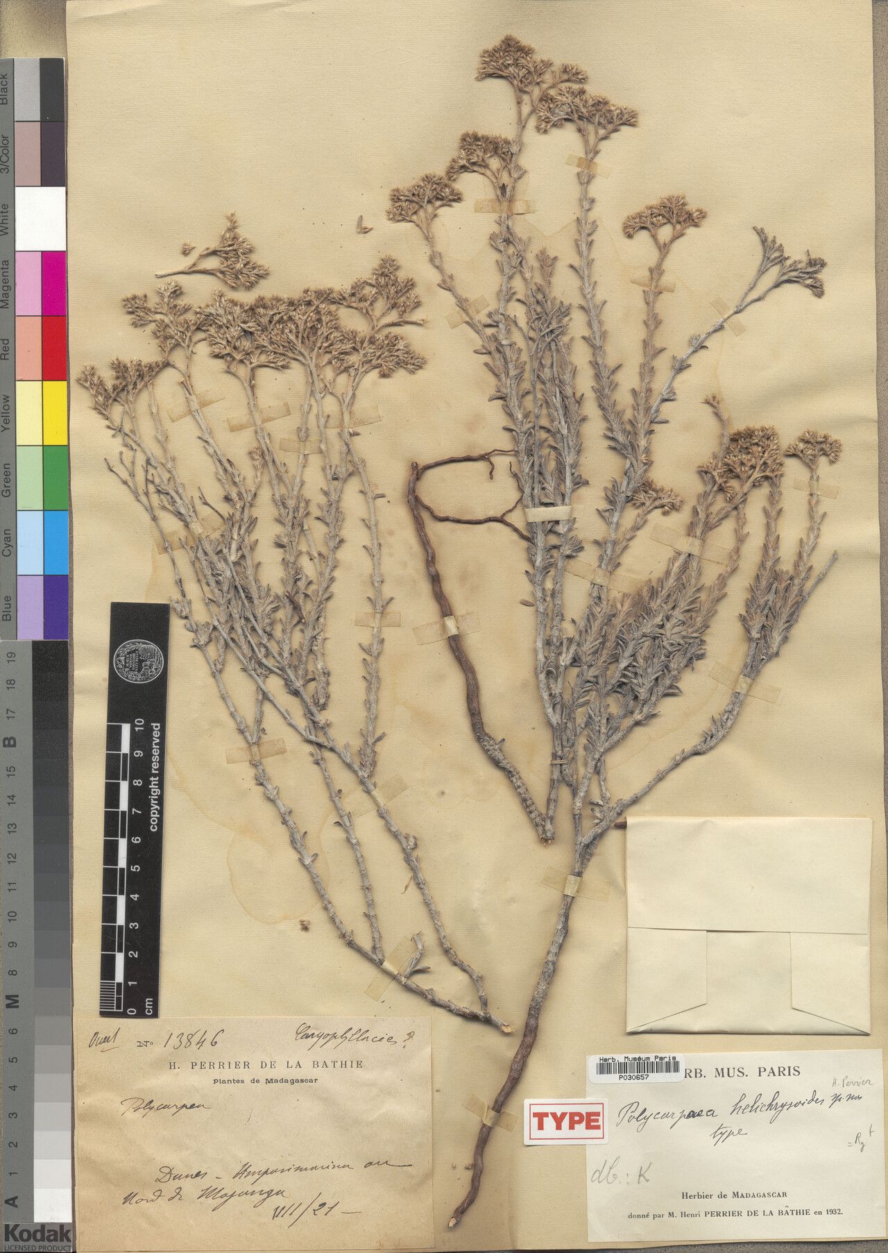 Polycarpaea helichrysoides — houseplant care guide