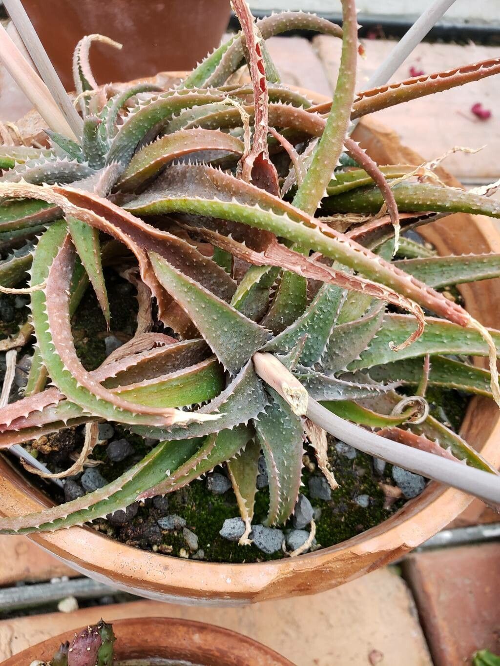 Aloe pseudoparvula — houseplant care guide