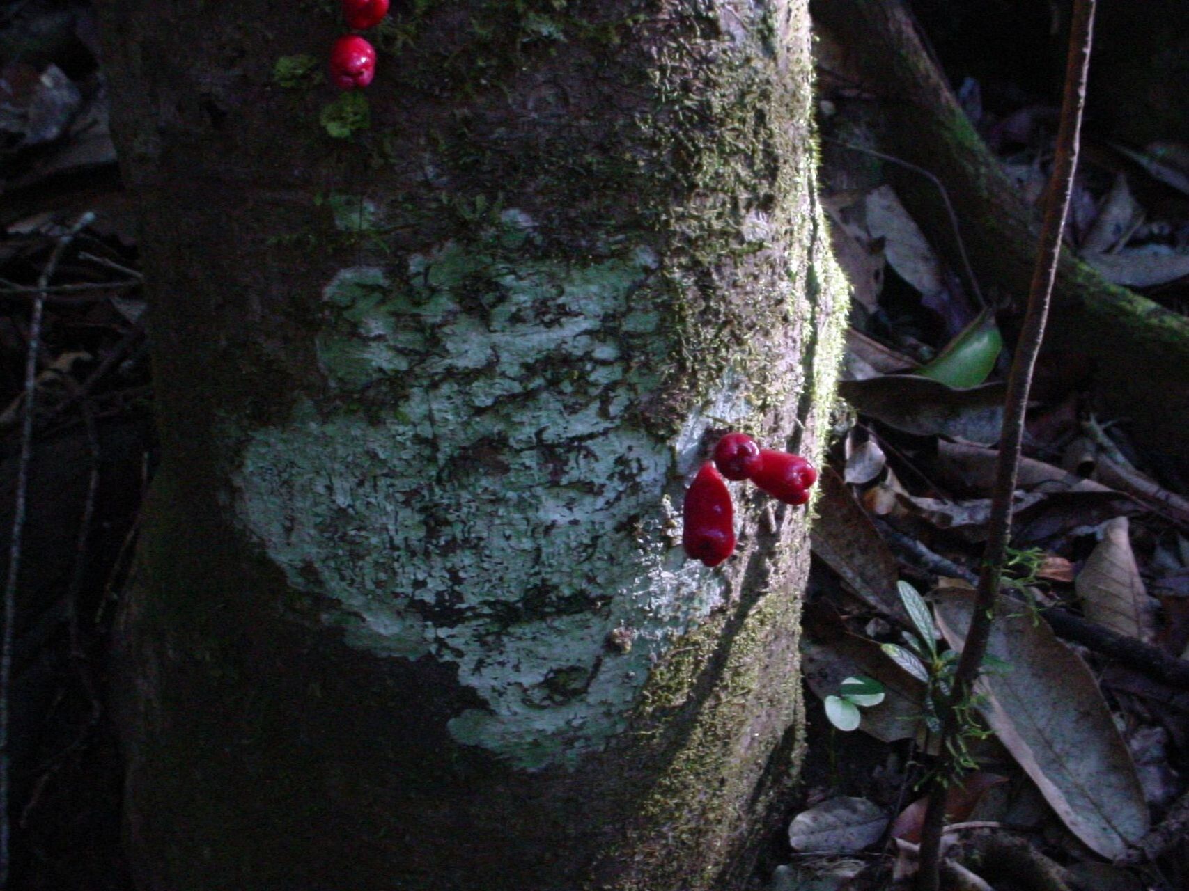 Syzygium dawsonianum bark