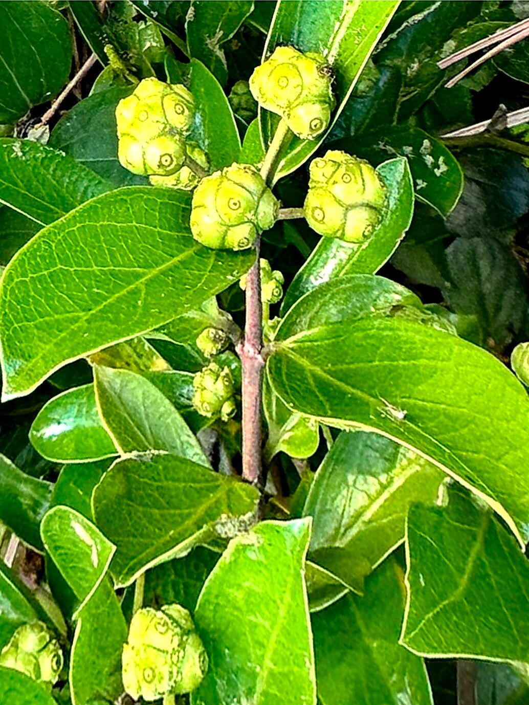 Gynochthodes parvifolia — houseplant care guide