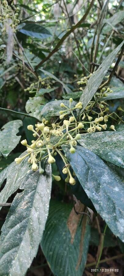 Quercus glauca flower
