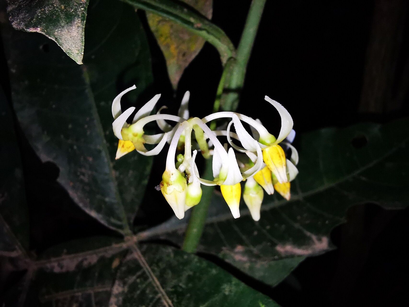 Solanum barbeyanum flower