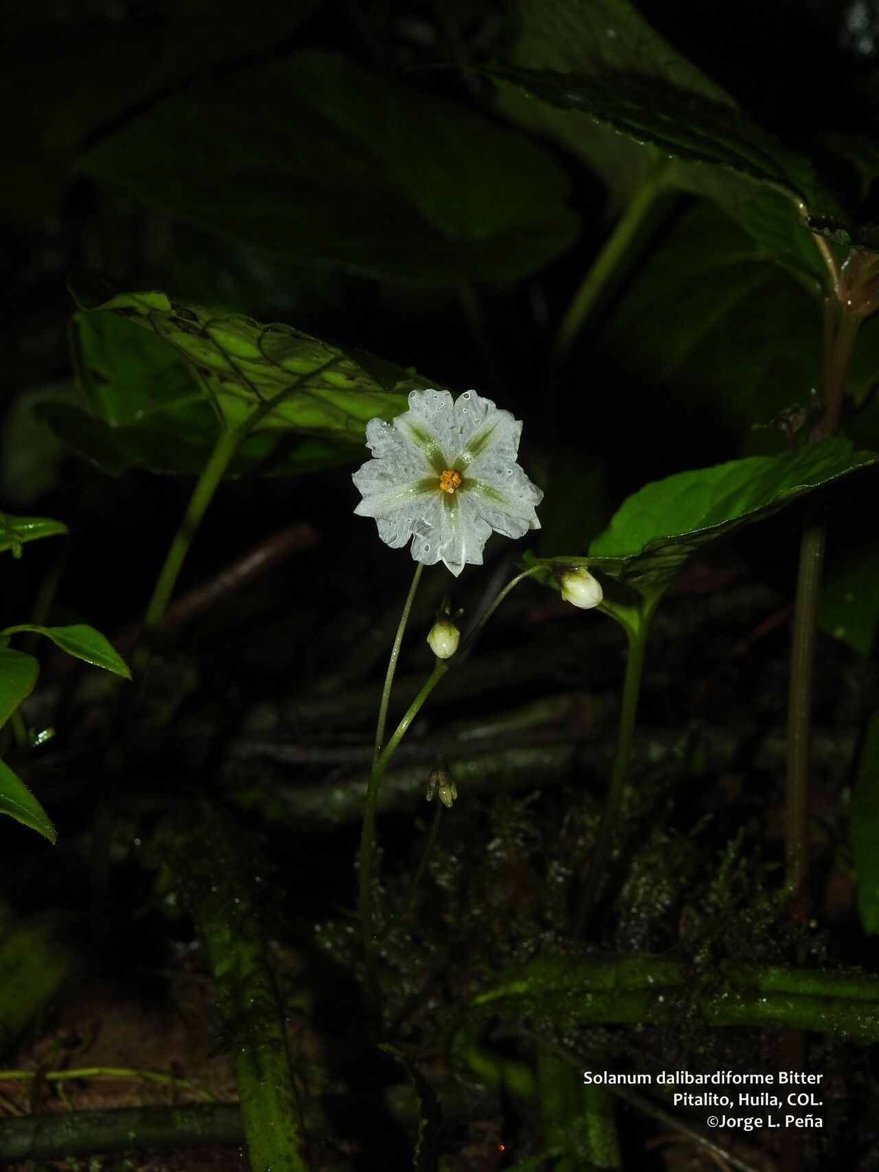 Solanum dalibardiforme flower