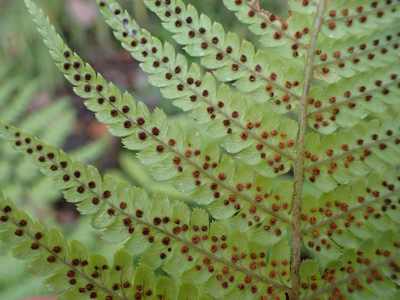 Dryopteris lepidopoda habit