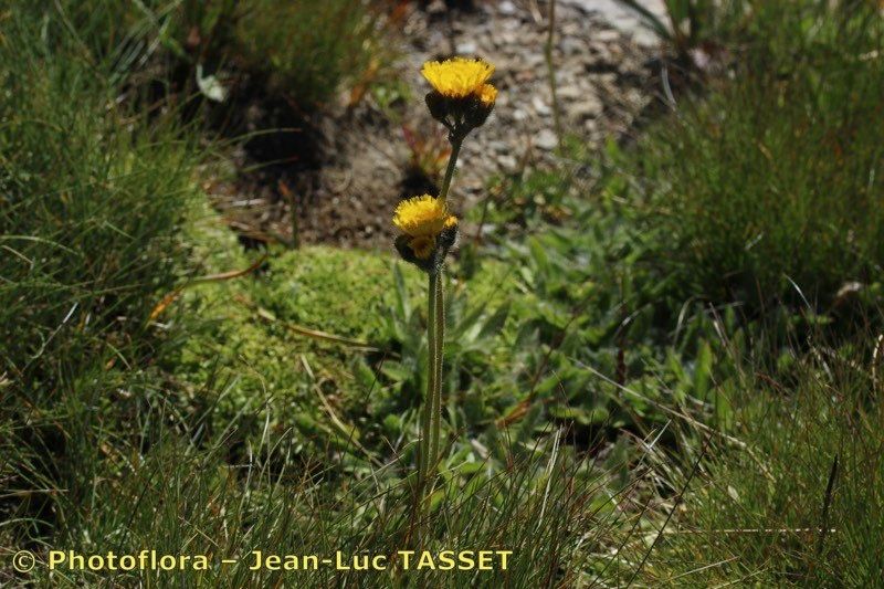 Pilosella corymbuloides flower