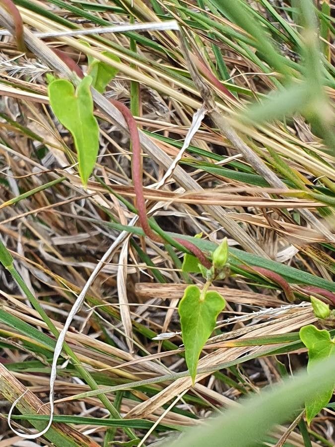 Cynanchum hastifolium — search result for 'Cynanchum'