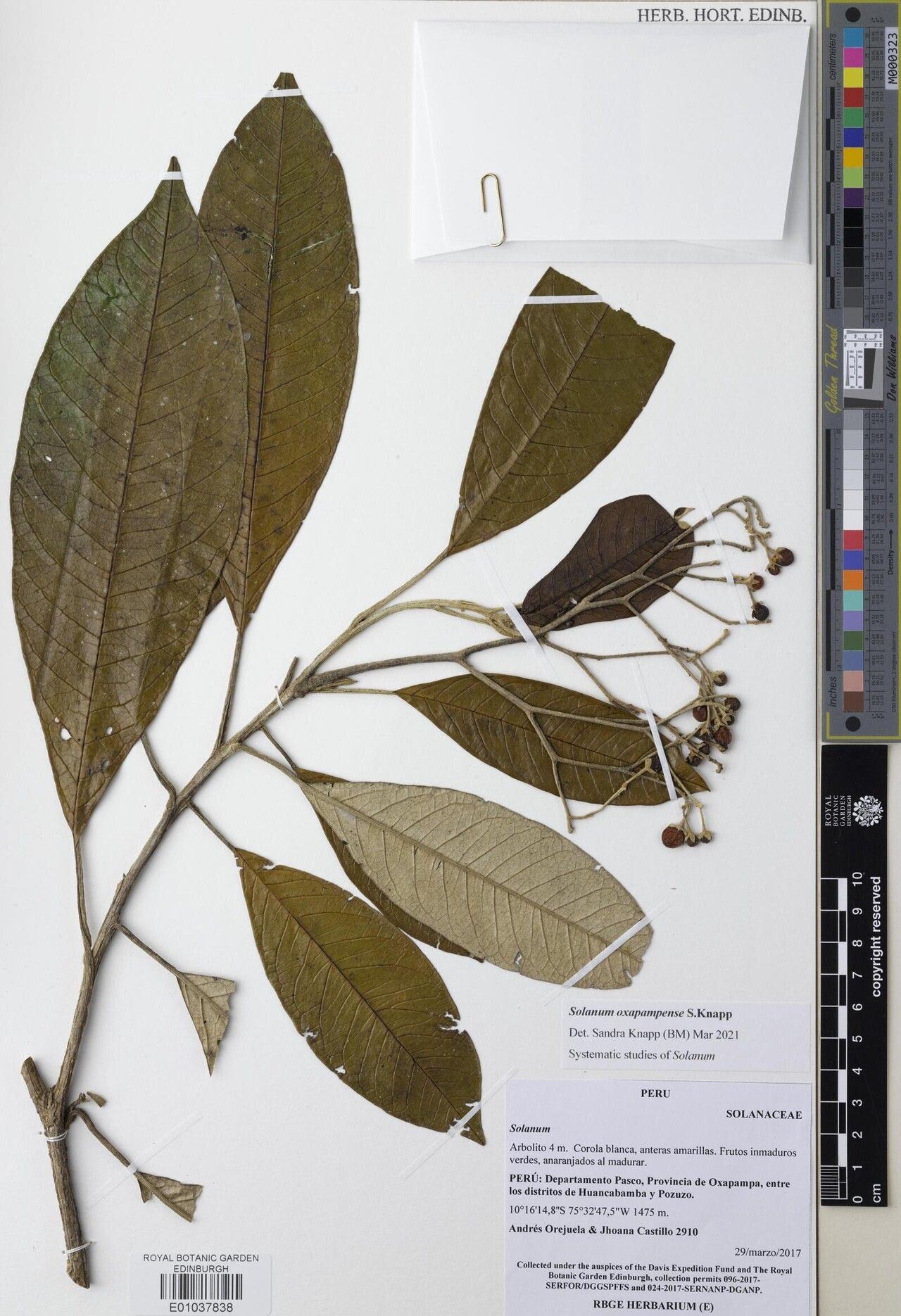 Solanum oxapampense — houseplant care guide