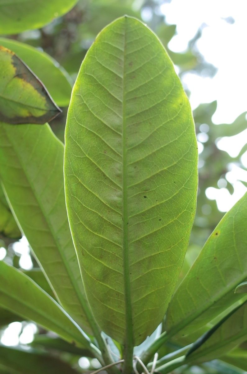 Rhododendron pudorosum — houseplant care guide