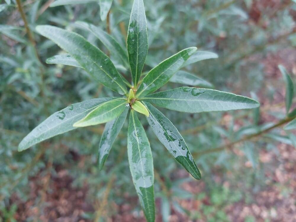 Pittosporum parvilimbum leaf