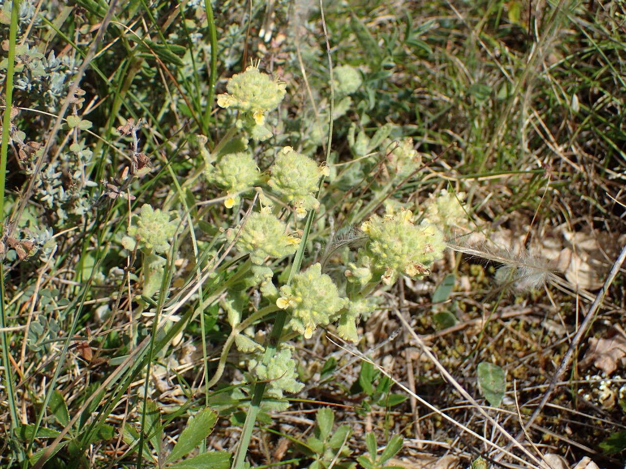 Teucrium rouyanum habit