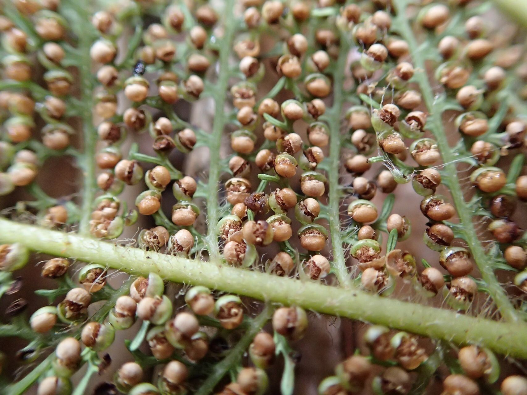 Dicksonia perriei fruit