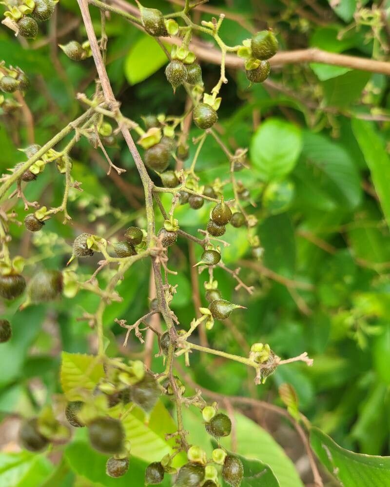 Tetracera scandens fruit