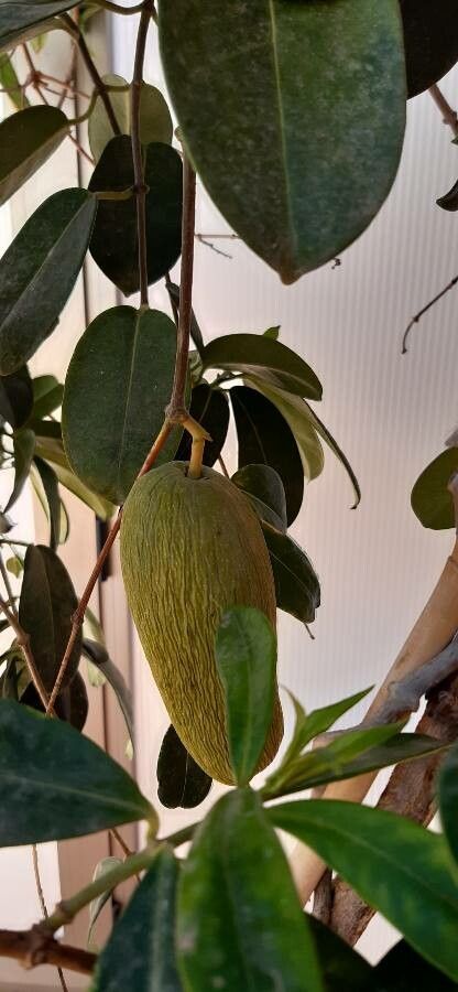 Marsdenia floribunda fruit