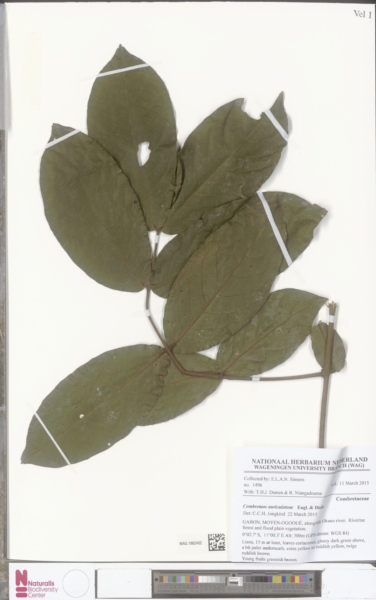 Combretum auriculatum — houseplant care guide