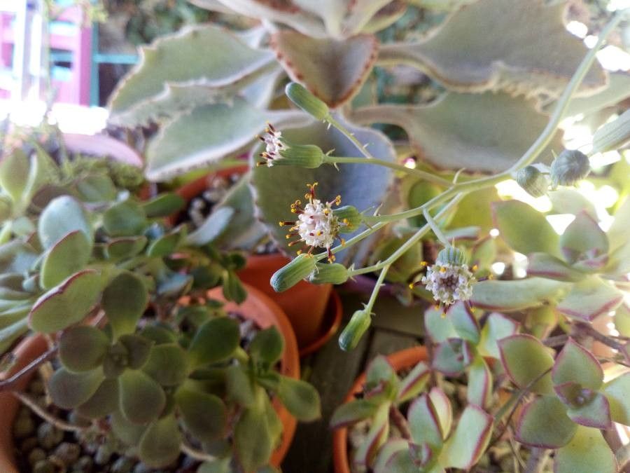 Senecio articulatus flower