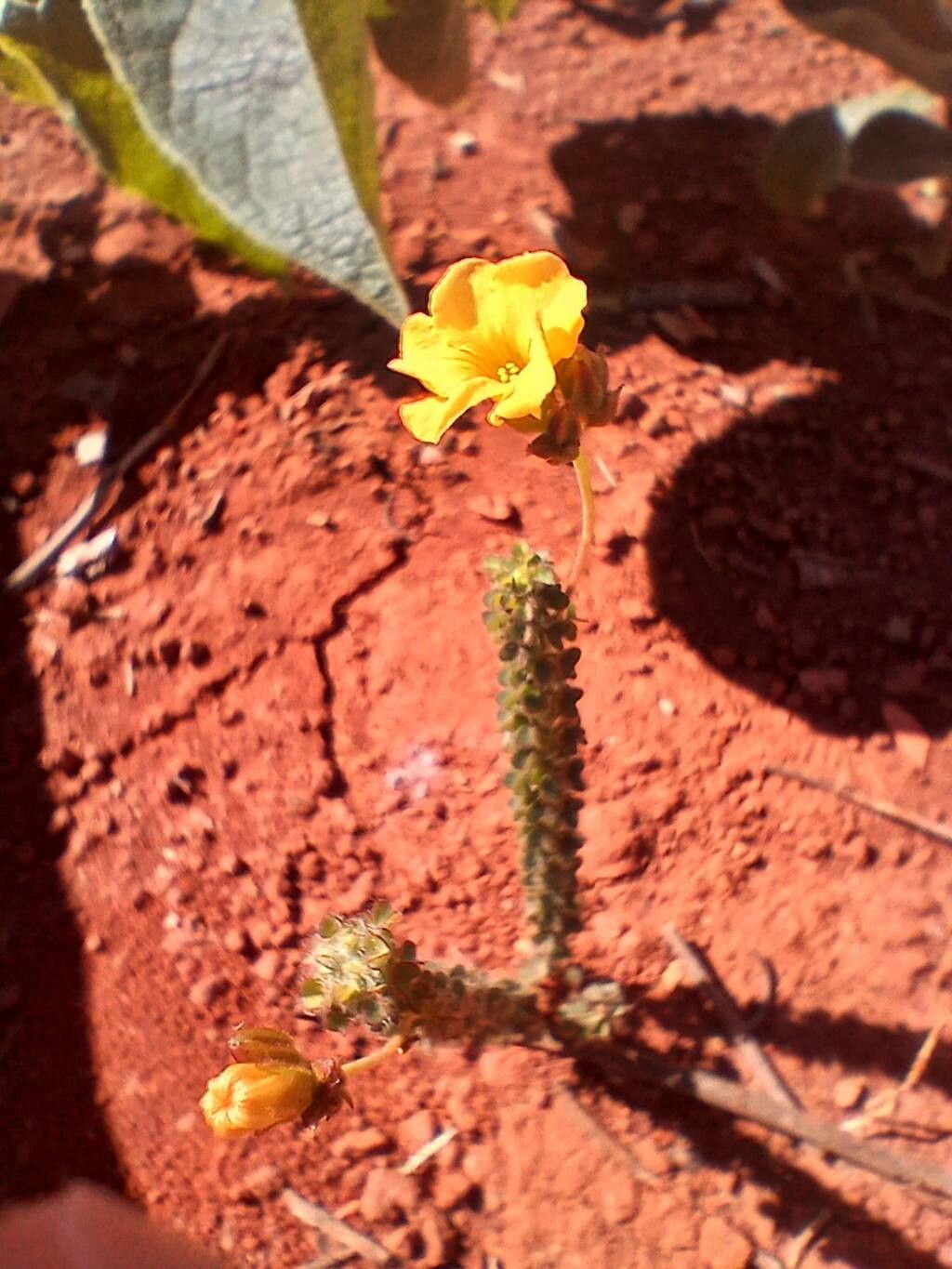 Oxalis densifolia flower