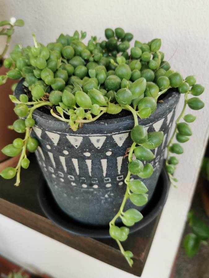 Senecio citriformis fruit