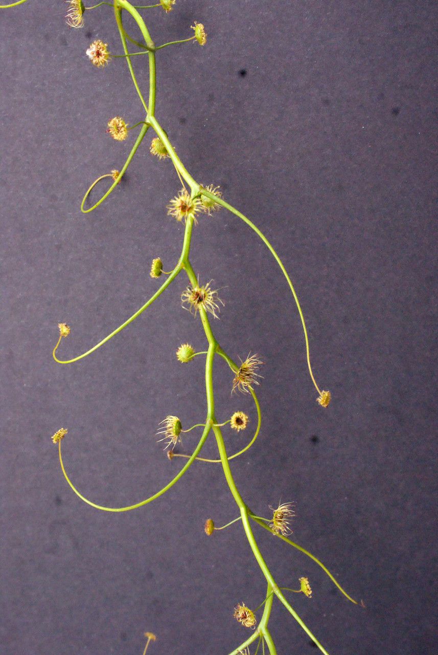 Drosera pallida habit
